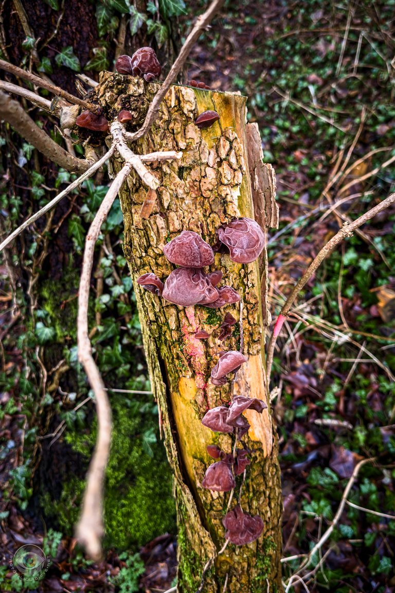 Judas Ear Mushroom