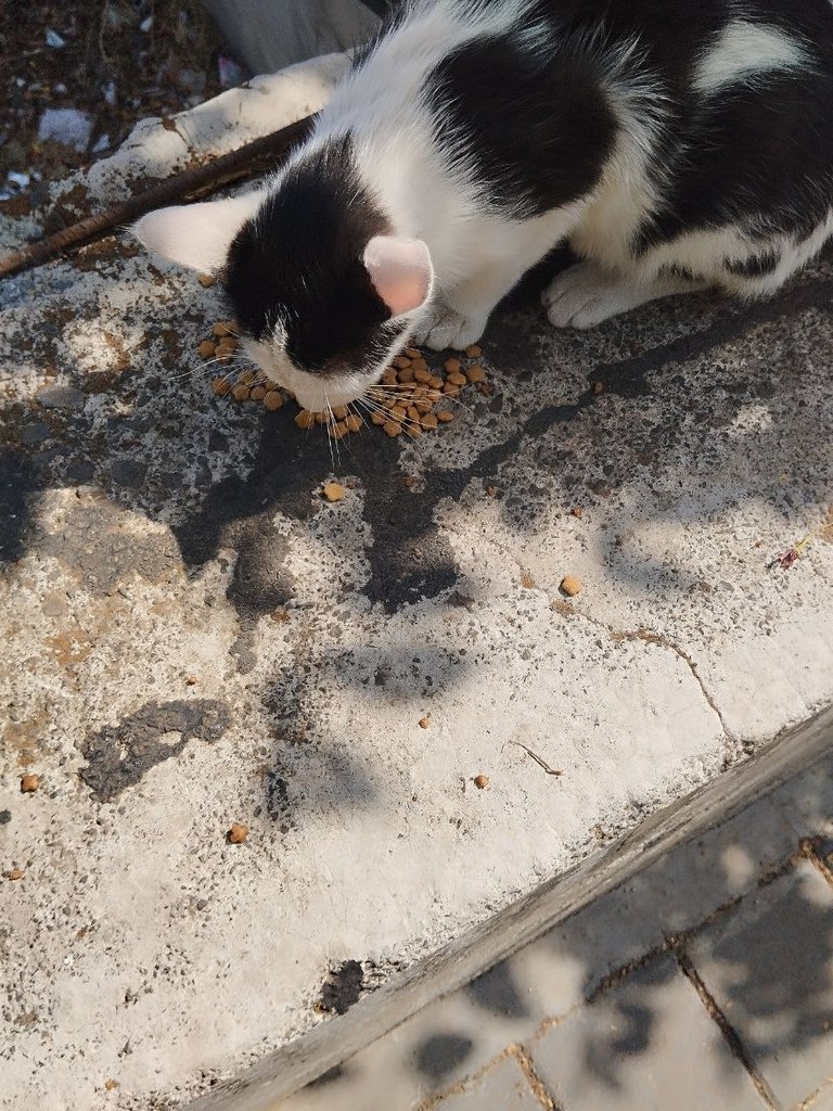 stray01.jpg