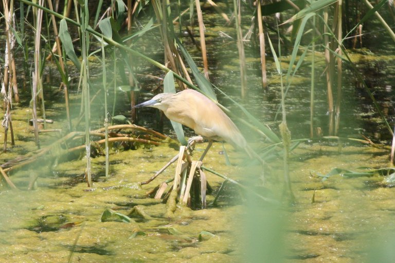 squacco_heron_01.jpg