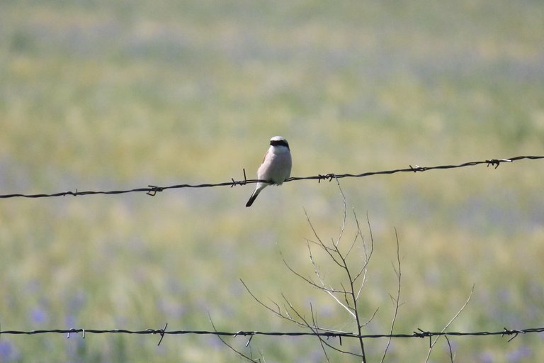 red_backed_shrike_01.jpg