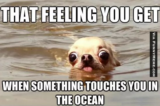dog_memes_something_touches_you_in_the_ocean.jpg