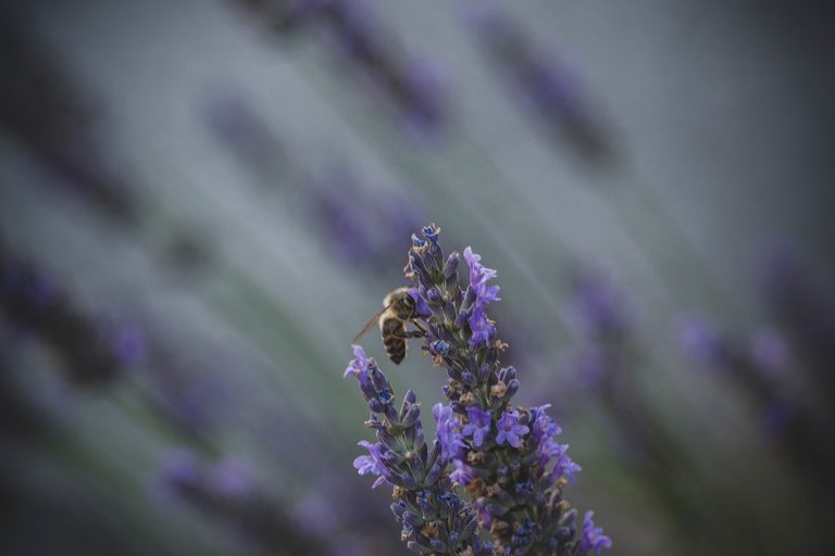 Close Up Lavender 