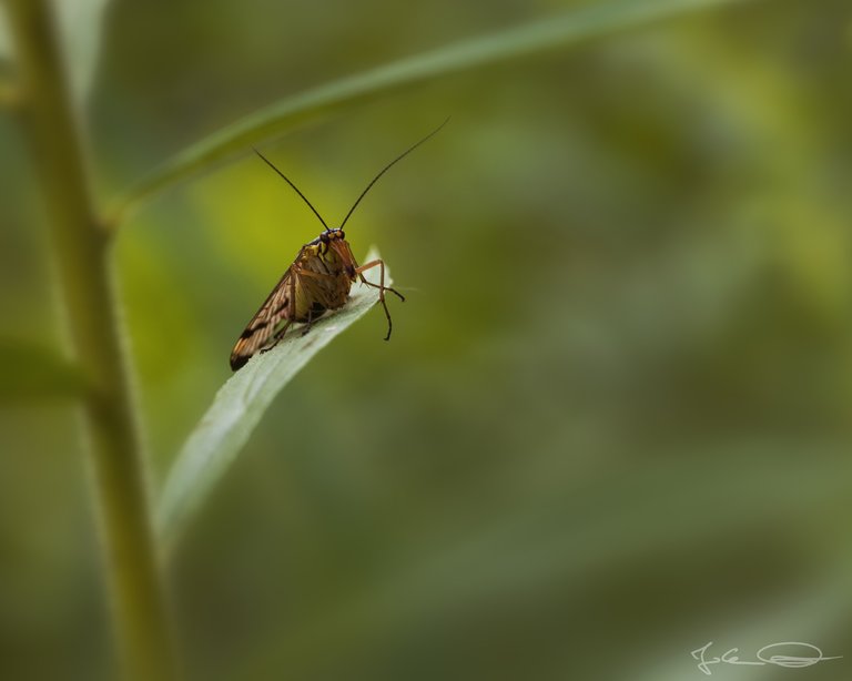 Hive AlphabetHunt Scorpionfly