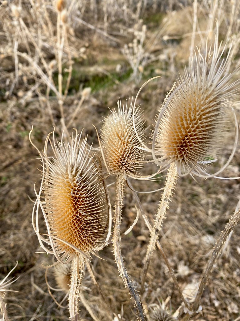 Wild teasel