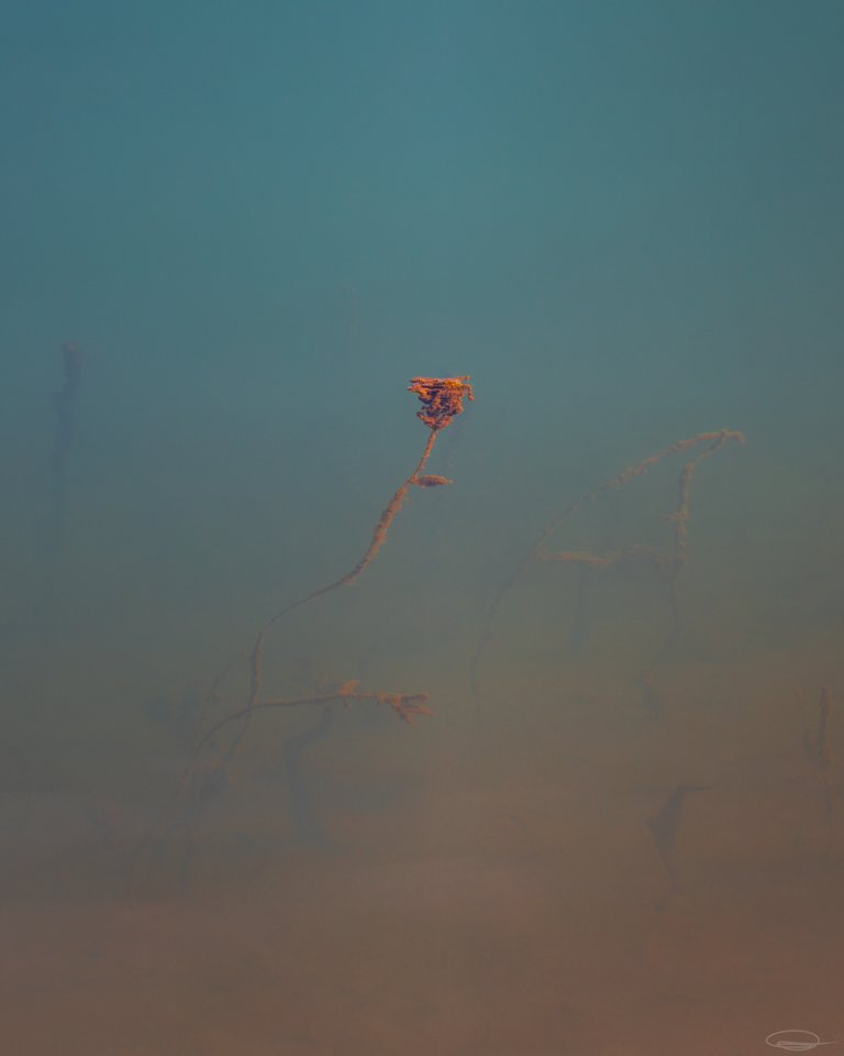 Underwater Flower