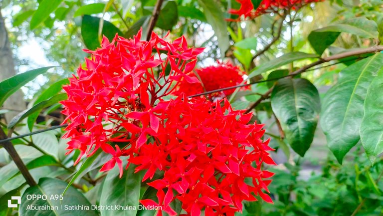 Beautiful red Ixora photography 