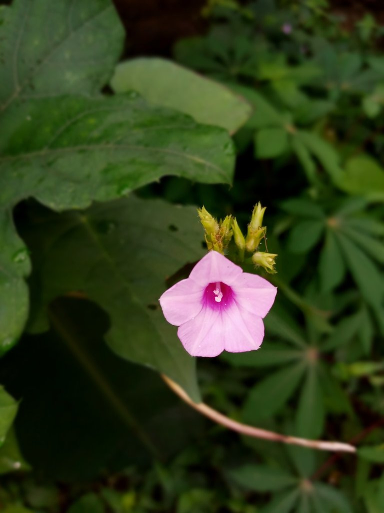 About The Plant "Morning Glory" | Have You Seen It Before?