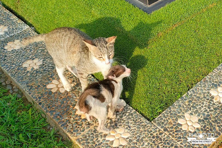 kucing_6.jpg