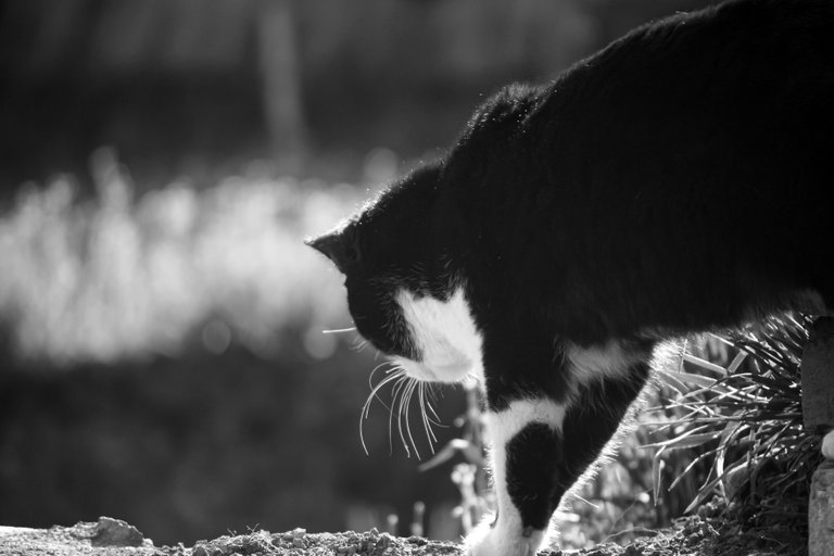 bw_cat_img_7707.jpg