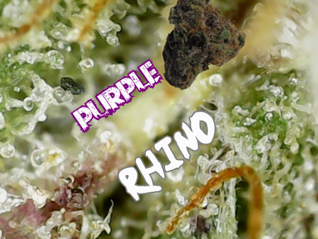 purple_rihno.png