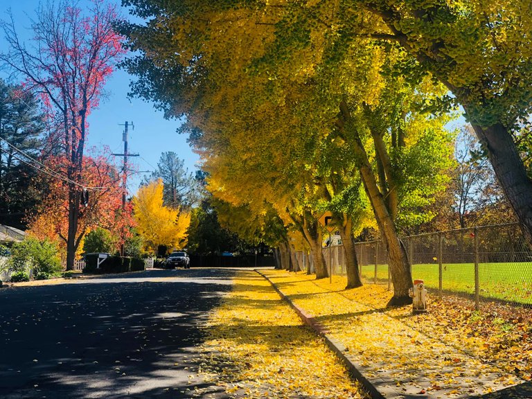 fall_6.jpg