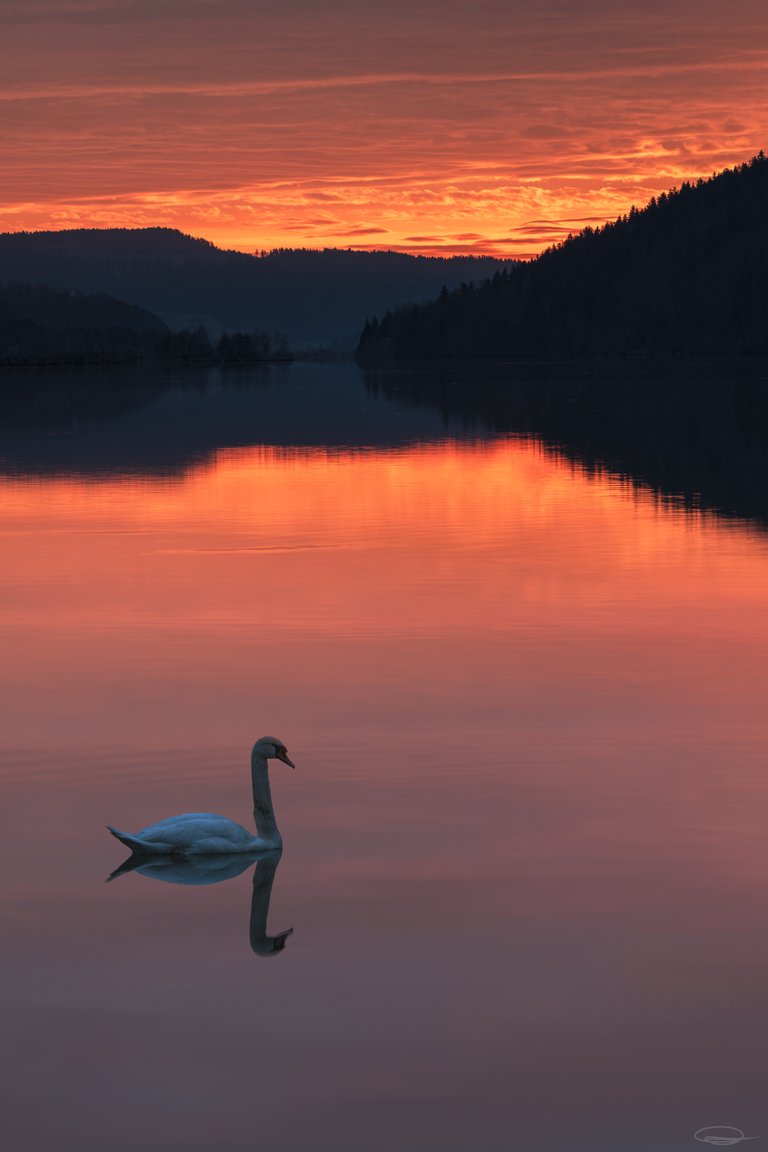 Left or right - which Swan is fake? - Johann Piber