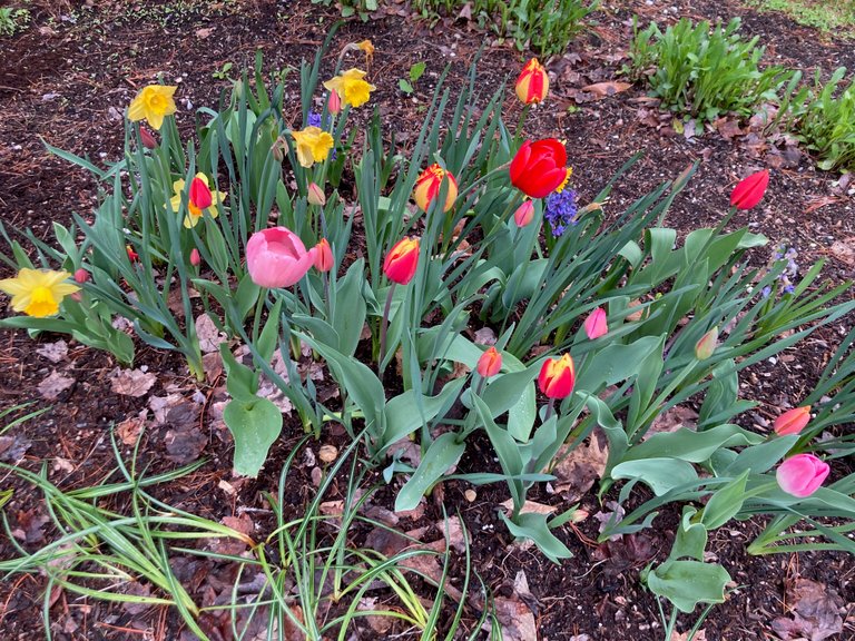 Tulips