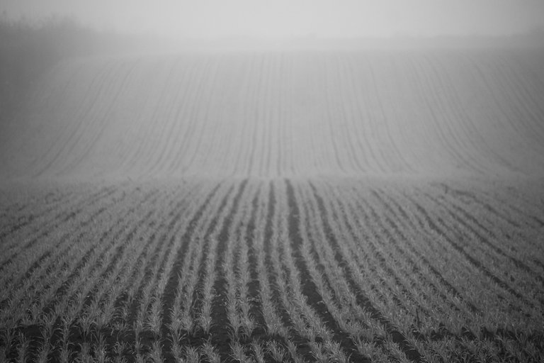 bw_foggy_morning_img_6697.jpg