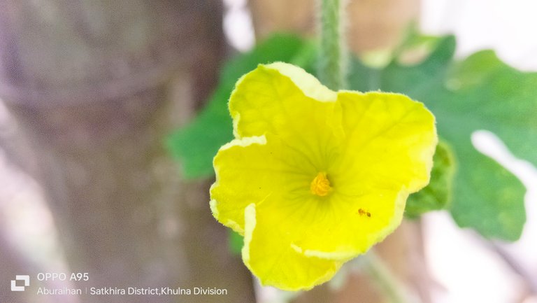 Photographs of some vegetable flowers