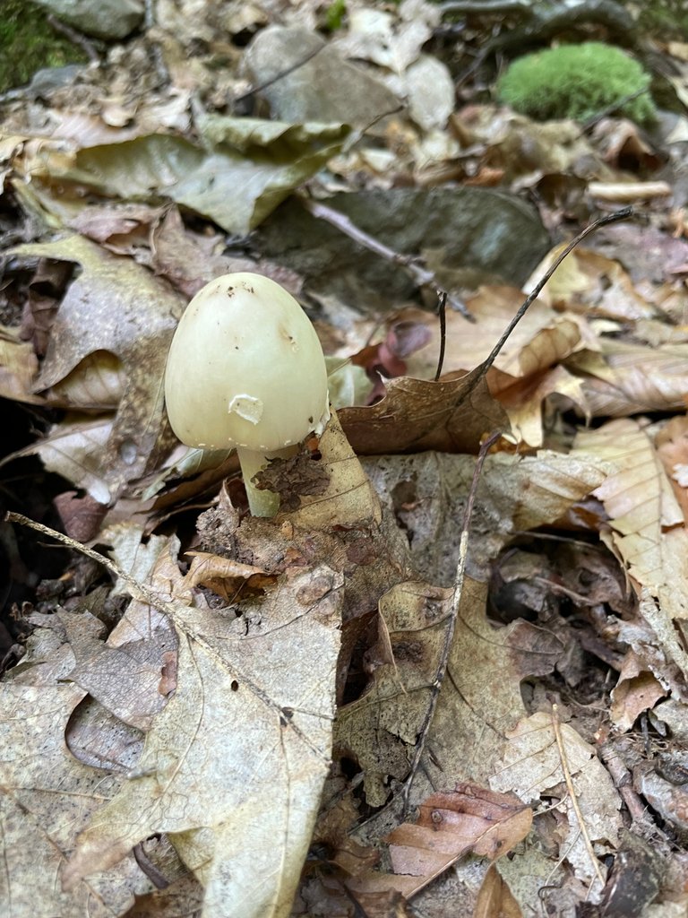 White cap