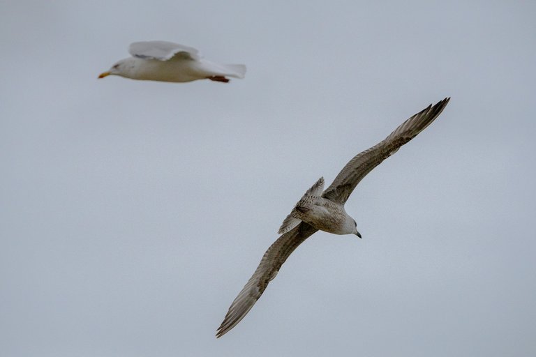 A yearling Herring Gull (grey) and an adult Herring Gull
