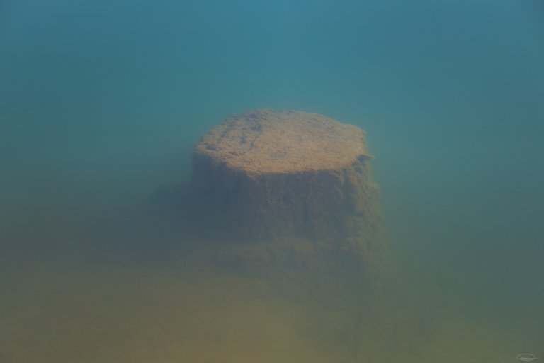 Tree Trunk under water