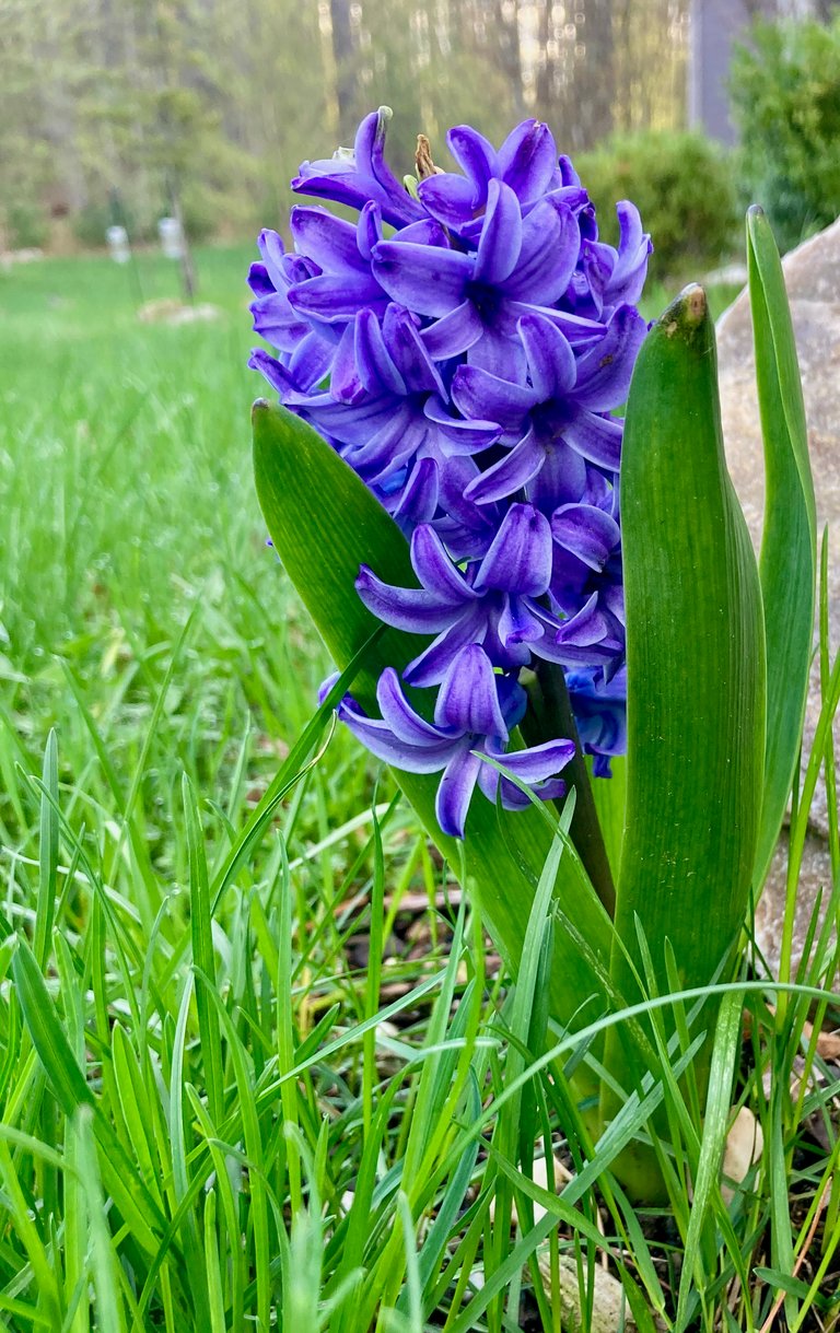 Tall Hyacinth