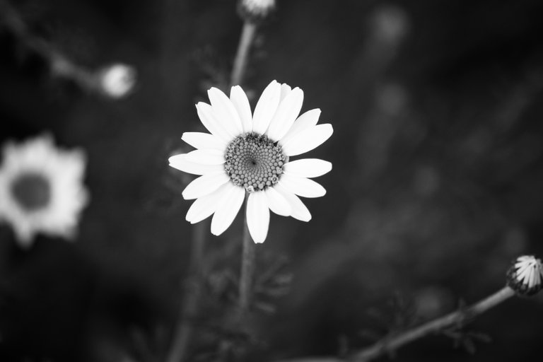 bw_flowers_img_0718.jpg