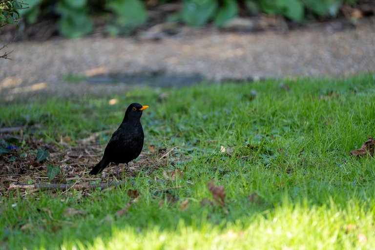 A blackbird looking for food
