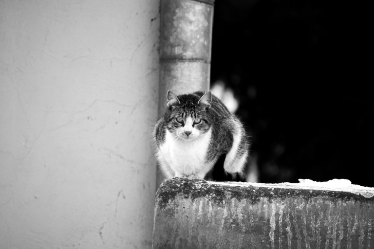 bw_cats_img_2098_2_.jpg