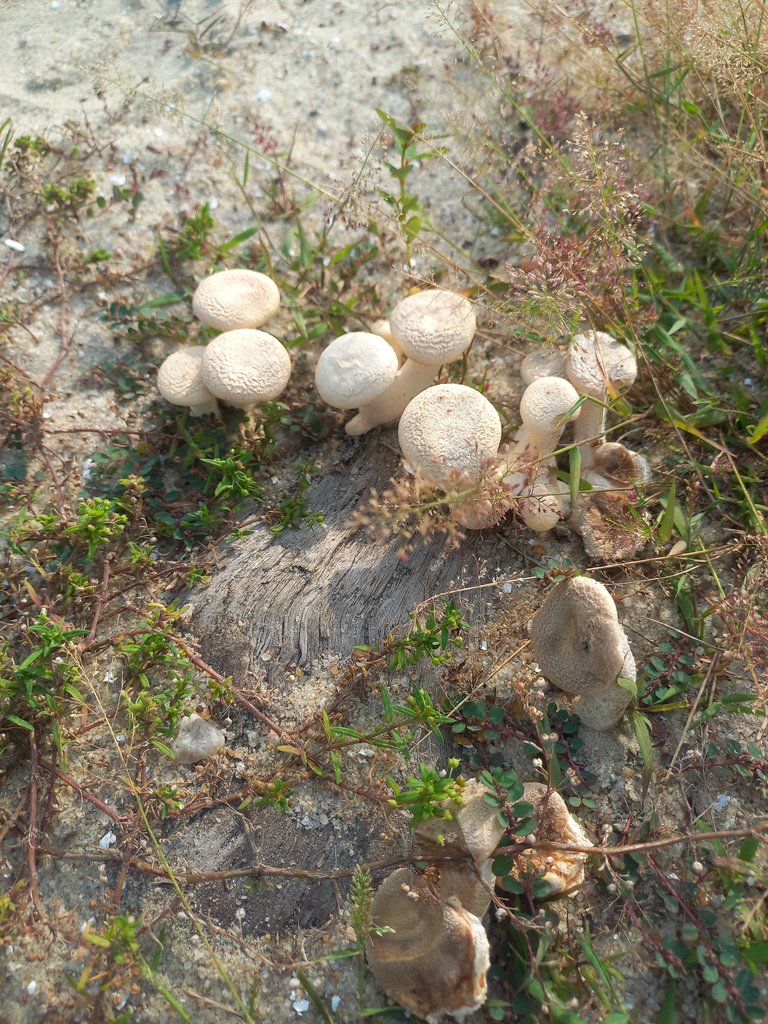 Seeing A Healthy Mushrooms in Dry Season