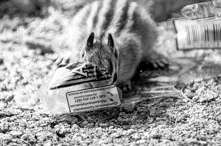 chipmunk_in_bw.jpg