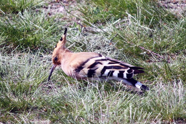 hoopoe_03.jpg