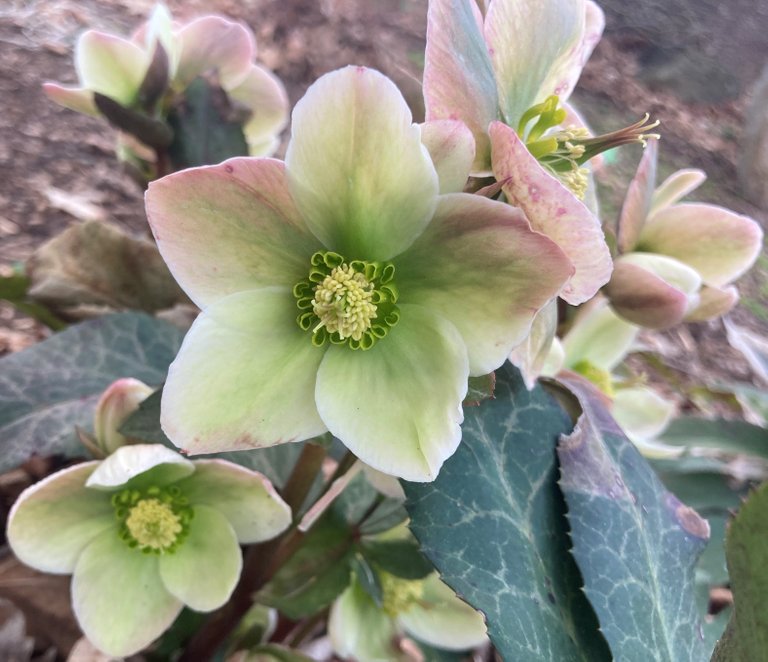 Helleborus