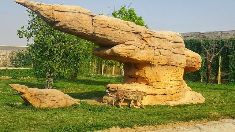 dubai_zoo_21_01.jpeg