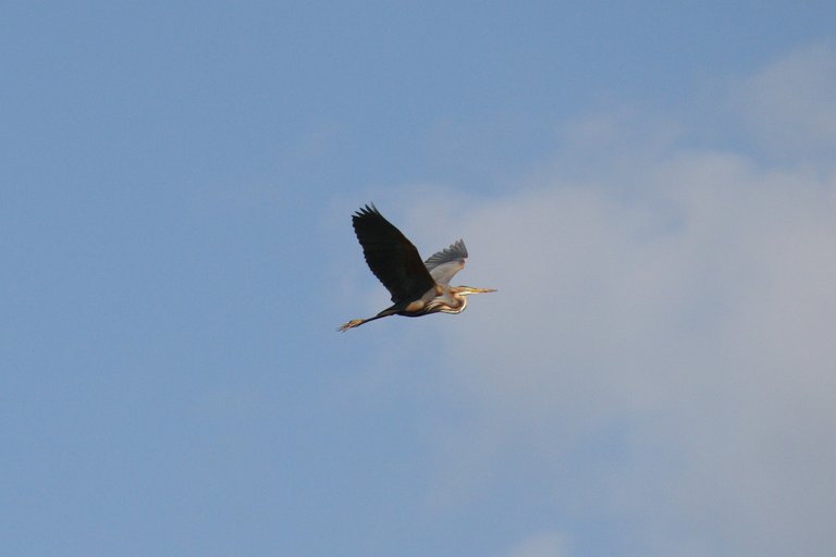 purple_heron_01.jpg