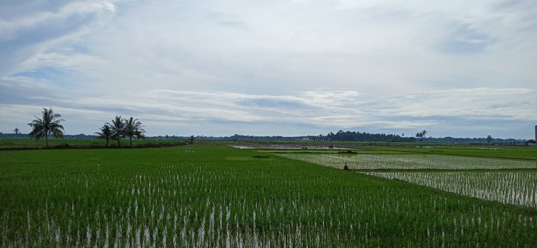 What a beautiful rural atmosphere entering the rice planting season