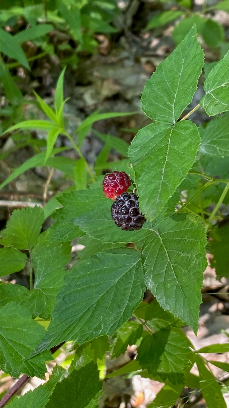 Wild Berries