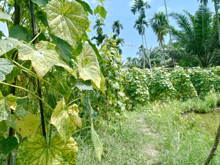 Cucumber stems ready to harvest
