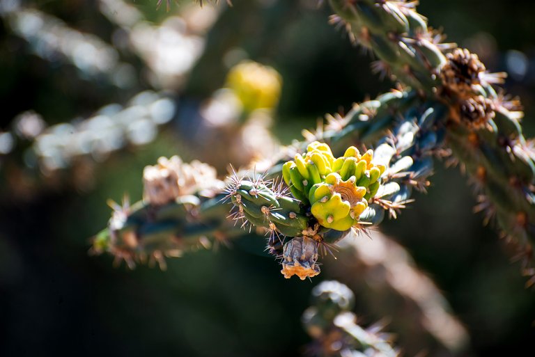 Cholla cactus