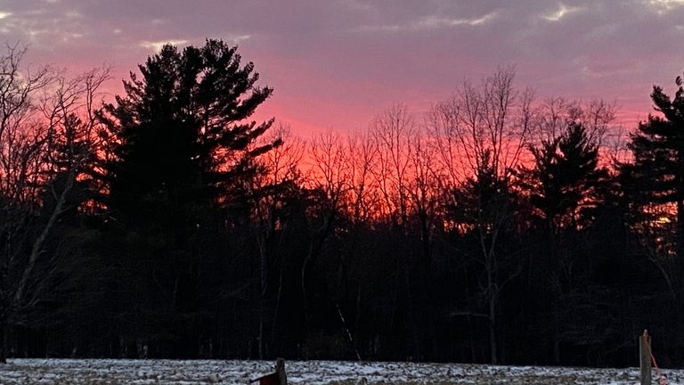 Pine Tree Silhouette