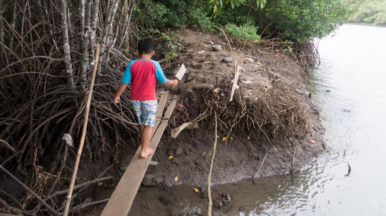 mangrove_walk_4