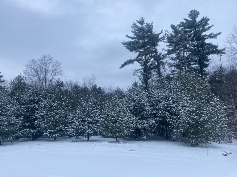 Pine trees in snow