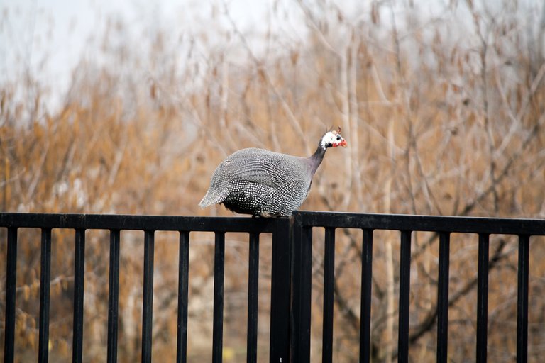 guineafowl_img_4508.jpg