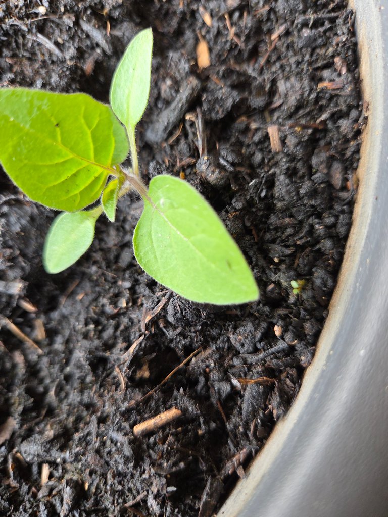 What's growing there? - Was wächst da?