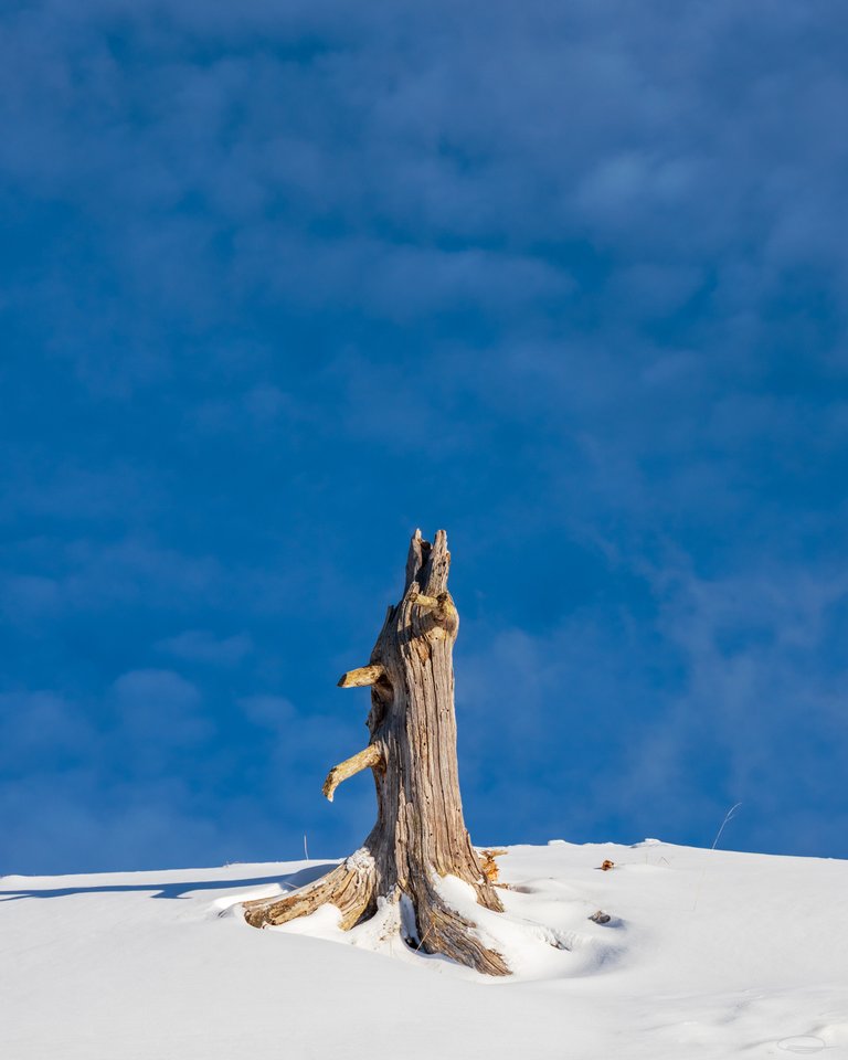 Tree Stump in the Snow on the Dobratsch Mountain