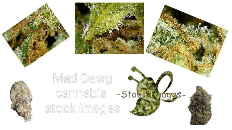 mad_dawg_stock_images_title_card.png
