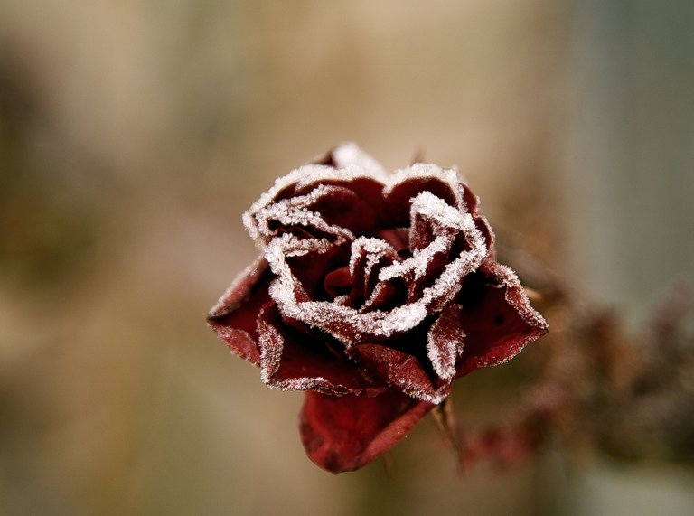  A Winter Fairy Tale of Frozen Flowers