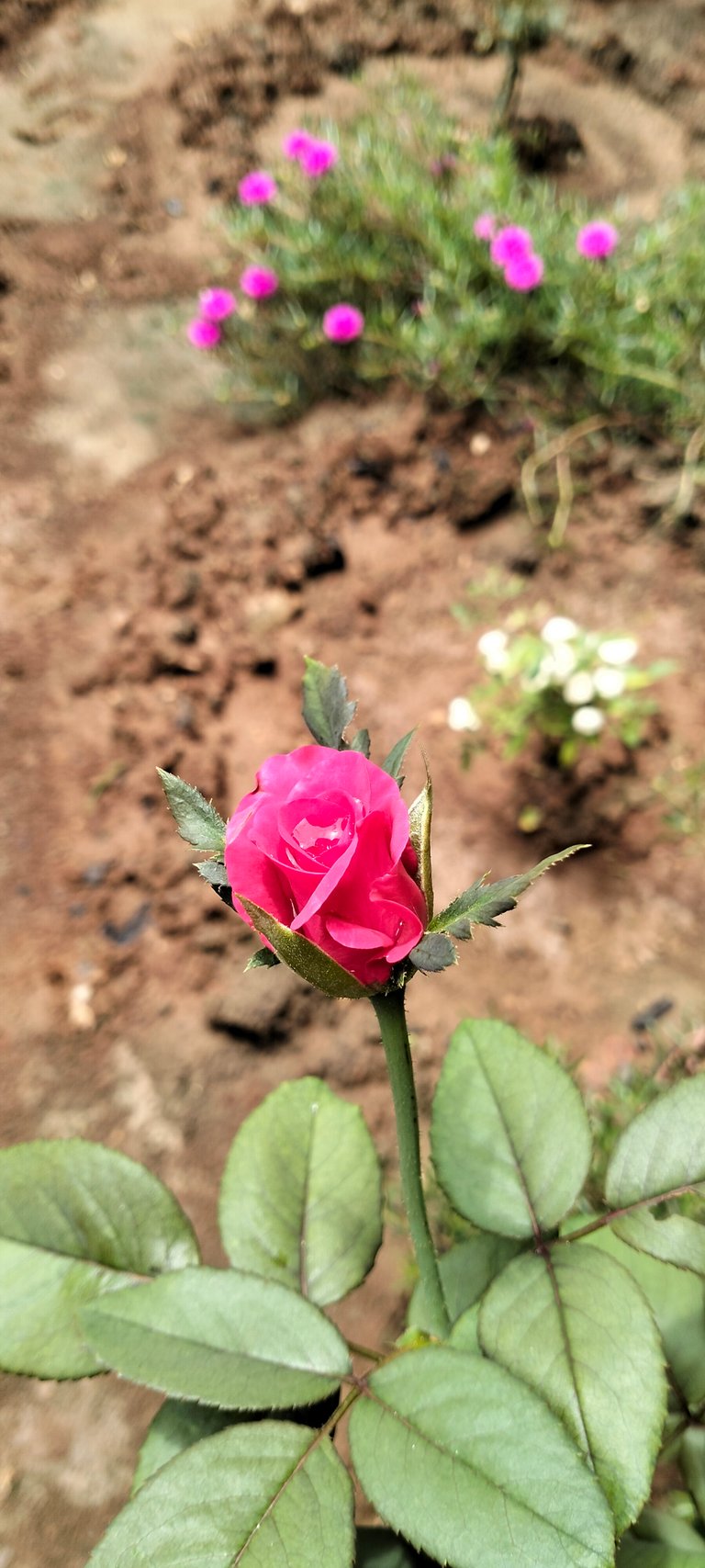 Home Garden Blooming and Progress on TerracoreHub 