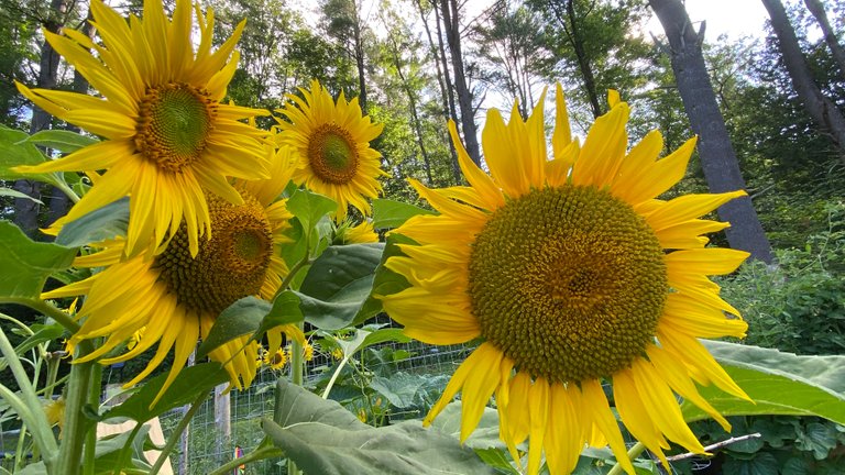 Sunflower grouping