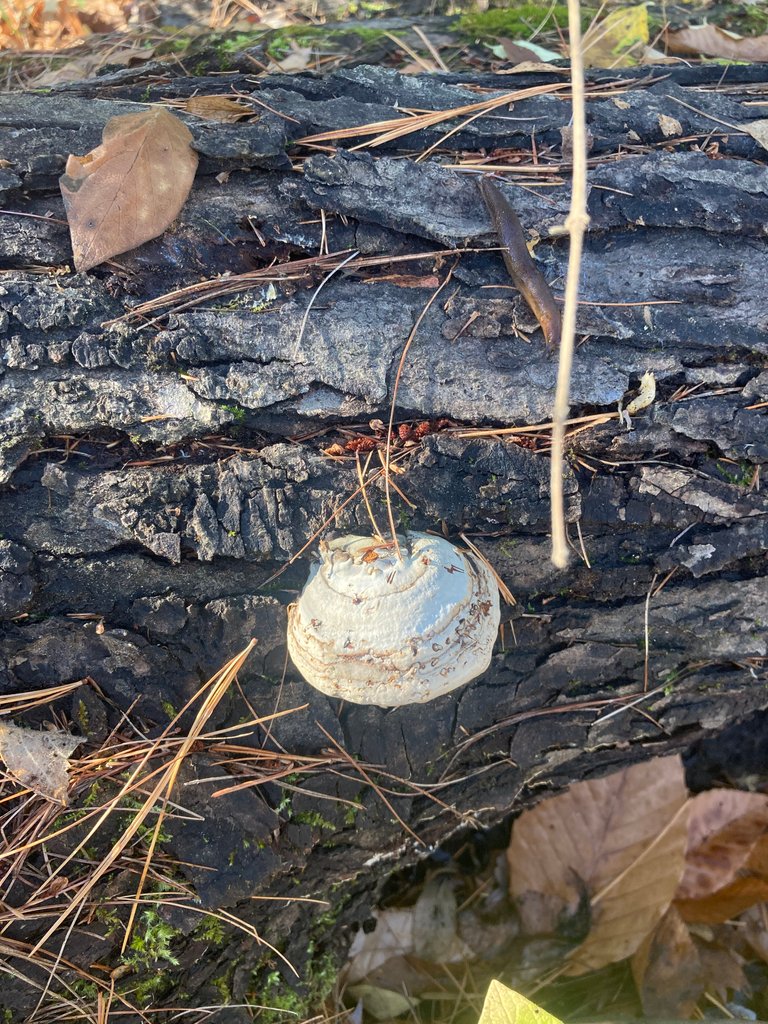 White shelf mushroom