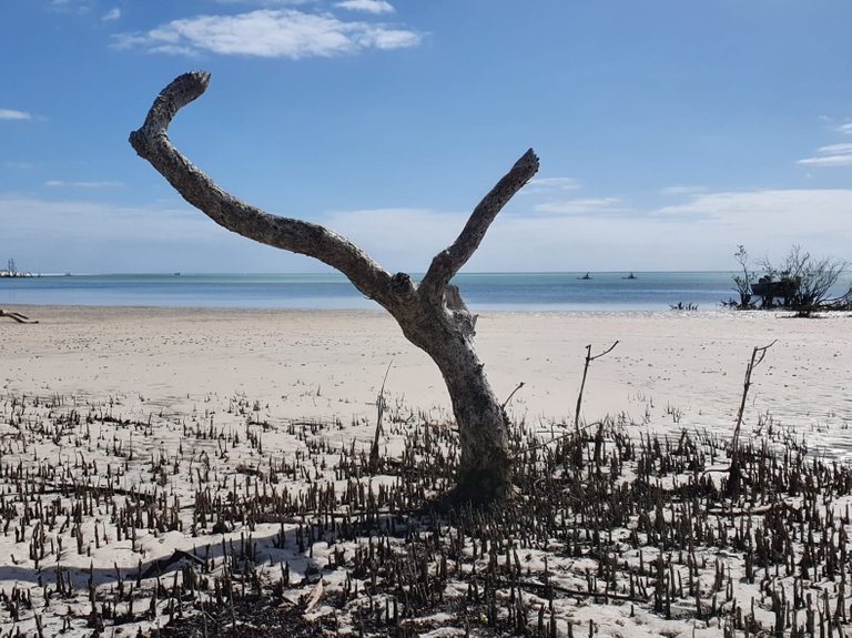 fraser_island_oct_2020_287.jpg