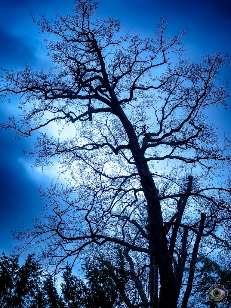 Naked Tree Silhouette