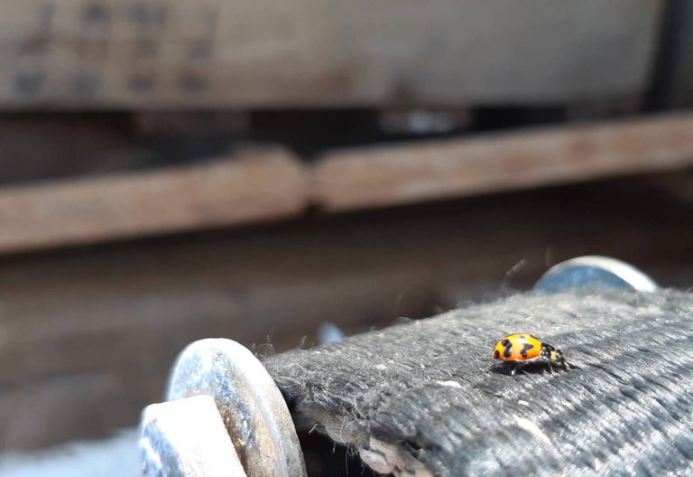 Ladybird on ratchet tiedown